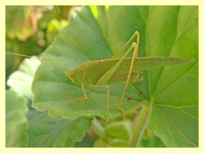 Tettigoniidae - Anela - 12.8.2011.JPG