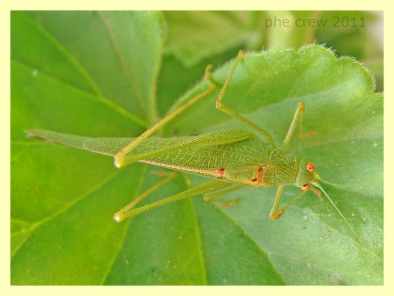 Tettigoniidae - Anela - 12.8.2011 (1).JPG