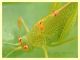 Tettigoniidae - Anela - 12.8.2011 (2).JPG