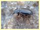 probabile Agonum sp. - Toe Caldara - 11.3.2012 (3).JPG