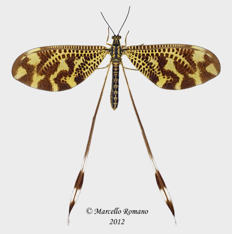 Nemoptera-bipennis.jpg