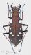 Cicindela-lusitanica-silvaticoides.jpg