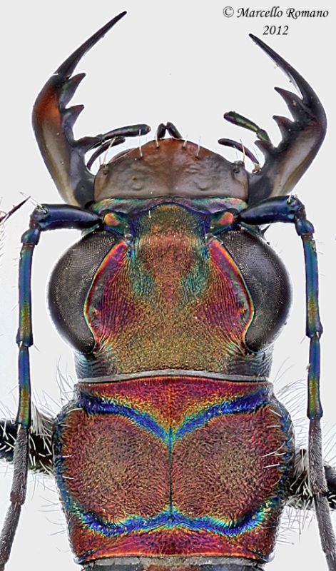 Cicindela-lusitanica-silvaticoides_capo.jpg