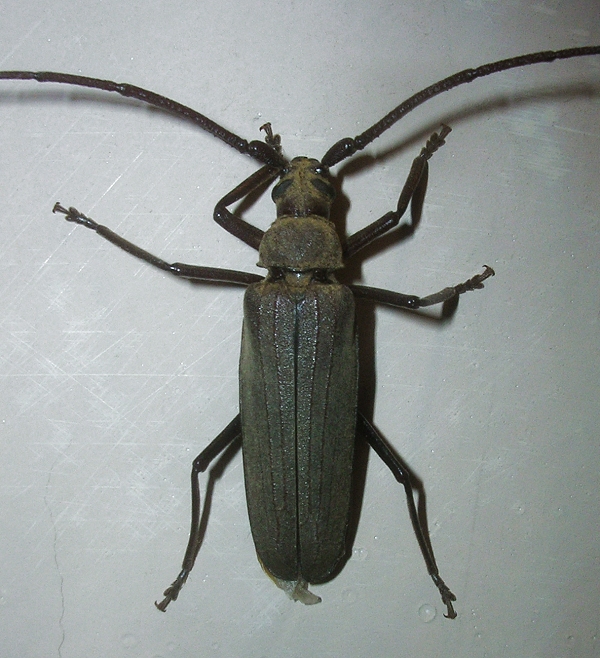 Image1.jpg