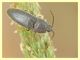 probabile Agriotes sp. - Anzio - 4.6.2011 (3).JPG