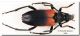 20090808195157_Stictoleptura cordigera02_Madonie.jpg