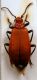 Pyrochroa serraticornis..JPG