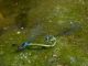 ErythrommaViridulum0188.jpg
