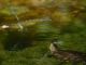ErythrommaViridulum0136Emys.jpg