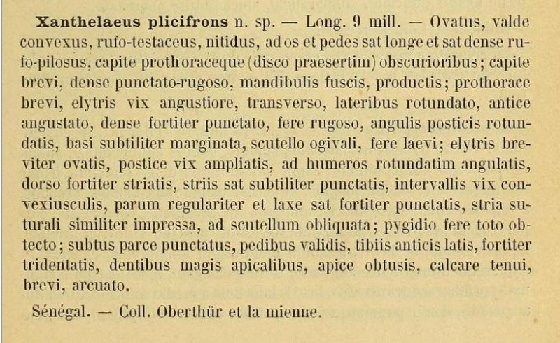 Xanthelaeus plicifrons Fairmaire, 1897.jpg