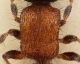 Smicromyrme-rufipes_torace.jpg