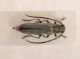 Comb0039_24r.jpg