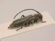 Comb0040_33r.jpg