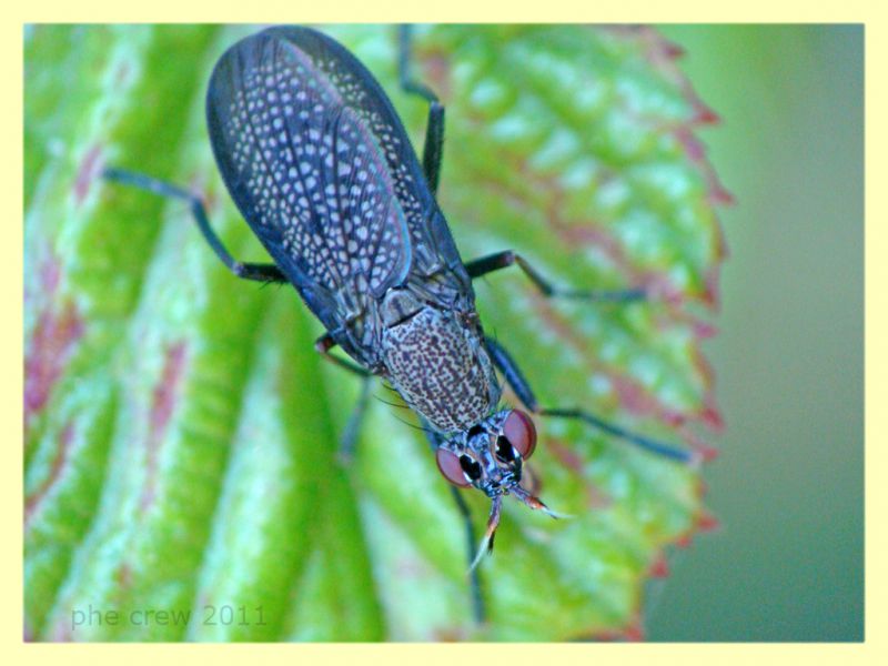 probabile Coremacera marginata - Anzio - 19.6.2011 (1).JPG