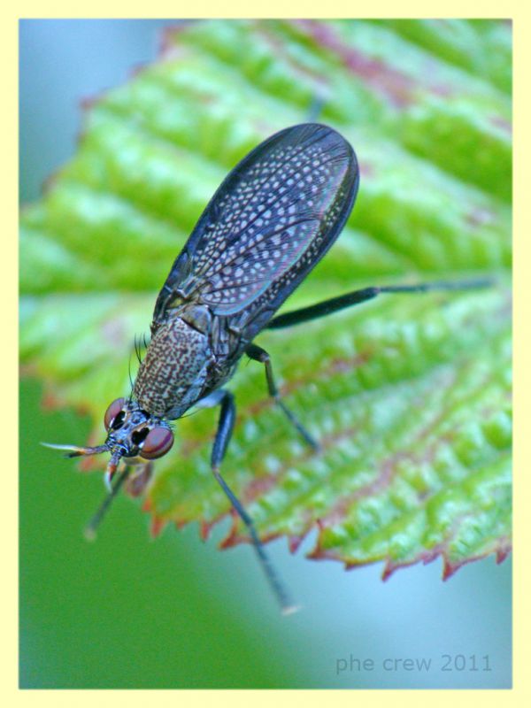 probabile Coremacera marginata - Anzio - 19.6.2011 (3).JPG