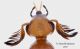 Macrosiagon-ferrugineum_capo.jpg