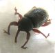 Pachytychius.jpg