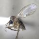 Trichomyia cf.jpg