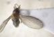 Trichomyia cf ala.jpg