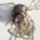 Trichomyia cf occhi.jpg