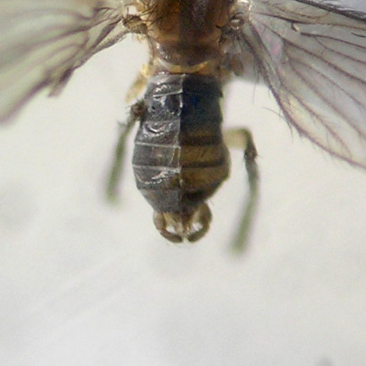 Trichomyia cf gonopodi.jpg