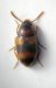 Alphitophagus bifasciatus.jpg