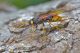 d5_IMG_3340_urocerus.jpg