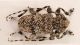 Comb0041_28r.jpg
