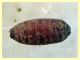 6 mm sp.2 - 19.1.2012.JPG