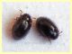 27.3.2012 adulto 2 mm. probabile Trinodes hirtus.JPG