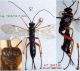 n° 3419 Pimpla rufipes F - Forum.jpg