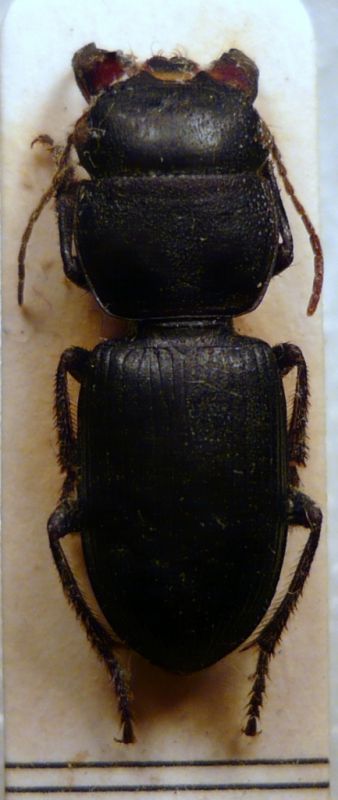 Acinopus megacephalus.JPG