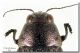 20100106172054_Buprestis_Grecia02.jpg