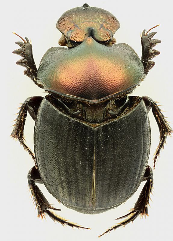 Onthophagus_Kalimantan_1_grey.jpg