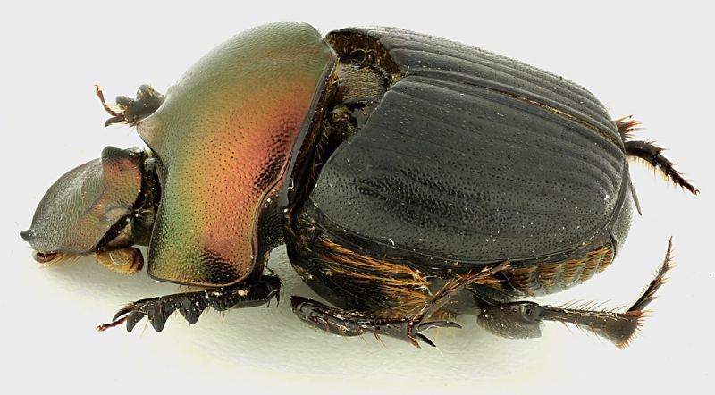 Onthophagus_Kalimantan_2_grey.jpg