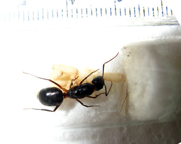 Camponotus2.jpg