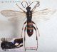 n° 3315 Diphyus trifasciatus F - Forum.jpg