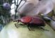 Rhynchophorus ferrugineus.jpg