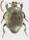 saprinus ornatus m1 sfondo.jpg
