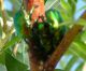 C. aeruginosa combattono su Salix2.jpg
