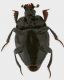 saprinus ornatus m ventre forum.jpg