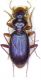 L.montanus Moncenisio piccolo.jpg