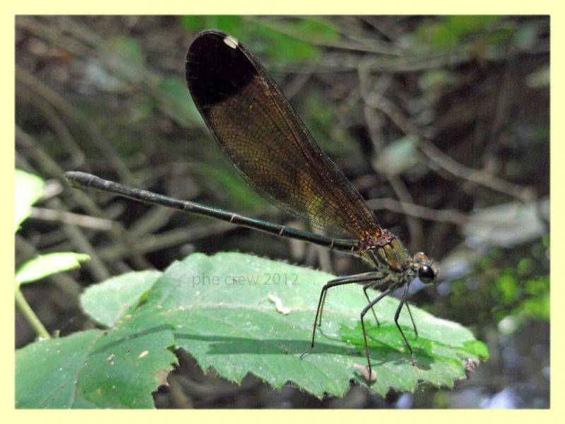 Calopteryx haemorrhoidalis (Vander Linden, 1825) femmina tor caldara 29.7.2012.jpg