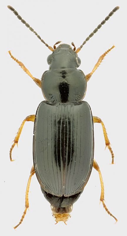 Carabidae_Pomezia_27.VII.2012_grey.jpg