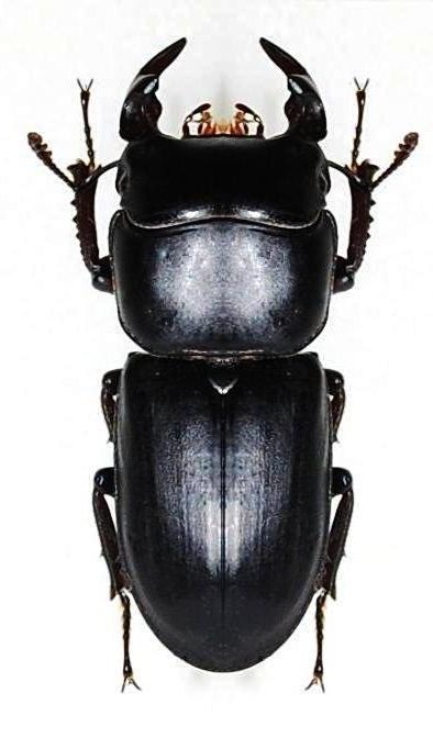 Dorcus musimon GENÉ, 1836.JPG