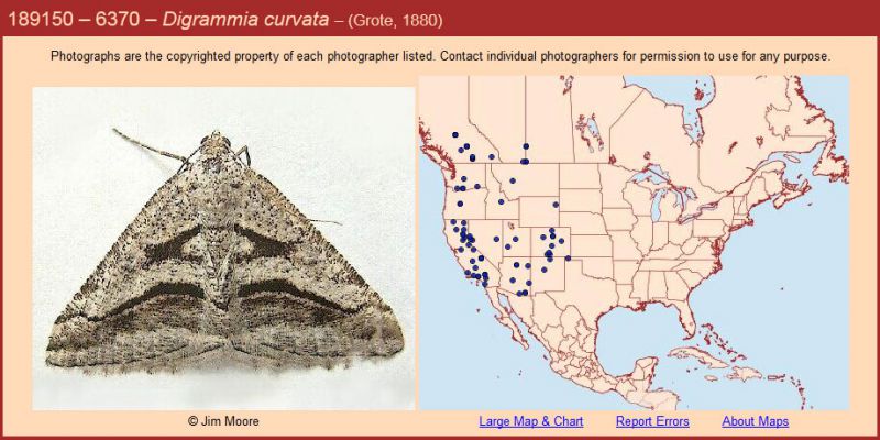 Diagrammia_curvata.jpg