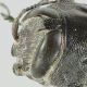 Chrysobothris_Peru_2.jpg