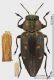 Chrysobothris_affinis_fs.jpg