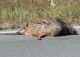 Bulgaria 2012 06 30 0024.jpg