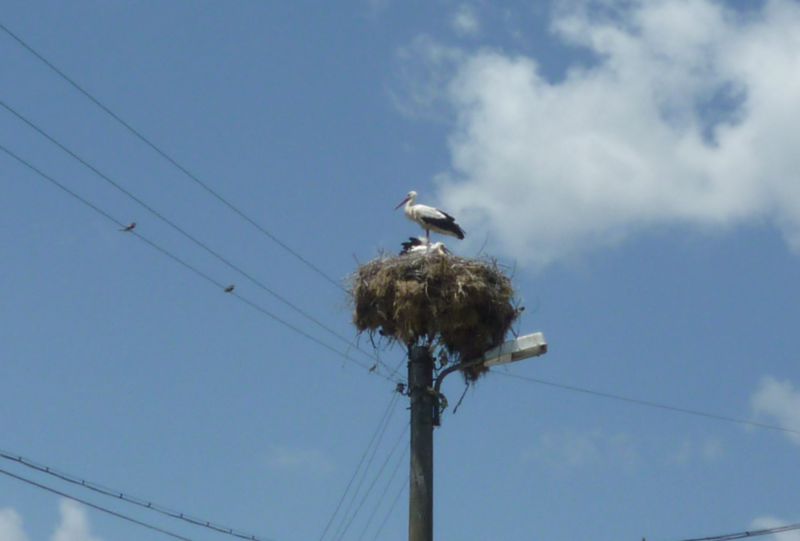 cicogne 1.jpg